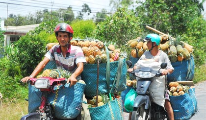 Các thương lái thu mua khóm loại 2, loại 3 về bán tại các chợ.