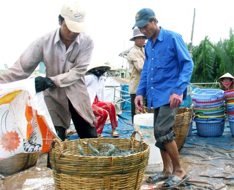 Tiếp tục phát huy những kết quả đạt được, trong năm 2015 tỉnh có kế hoạch thả nuôi tôm 5.517 ha với 2.650 triệu giống (ảnh chụp ở xã Phú Tân, huyện Tân Phú Đông). Ảnh: TRÍ QUANG