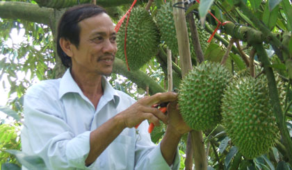 Nông dân phấn khởi vì sầu riêng nghịch vụ, giá cao.