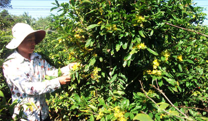 Mai trổ bông sớm do thời tiết.