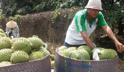 Thu hoạch sầu riêng nghịch vụ ở Tiền Giang.