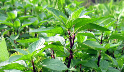 Cây húng quế là vị thuốc tốt chống lại bệnh căng thẳng. Ảnh: KT