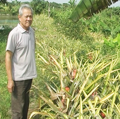 Ông Nguyễn Văn Khiêm ở ấp Mỹ An, xã Mỹ Lợi A chăm sóc vườn khóm son.