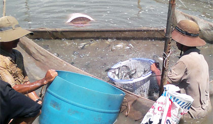 Hiện nay giá cá tra giống, cá tra thịt đều nằm ở mức cao nên nông dân ương cá tra giống rất phấn khởi.