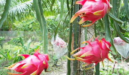 Ảnh minh họa. Ảnh: Vân Anh