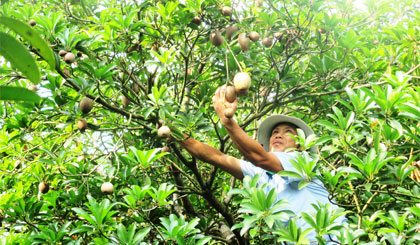 Nhiều gia đình ở xã Hữu Đạo làm giàu từ trồng vú sữa và sapô.