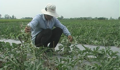 Anh Phạm Văn Hóa bên liếp dưa hấu bị cắt gốc.