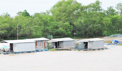 Nuôi cá bè phát triển mạnh trên sông Tiền.
