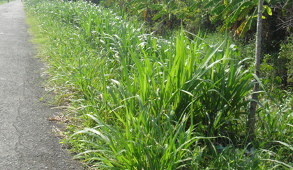 Đoạn đường nơi anh Vũ xuống kênh chài…mất xe.