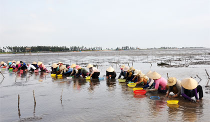 Bắt nghêu ở cồn ông Mão.