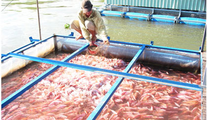 Giá cá điêu hồng tăng nhẹ, nông dân làng bè có mức lãi khá. Ảnh: Nhựt Thưởng