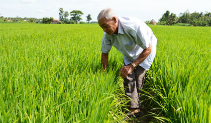 Bác Năm Sáng đi thăm đồng.