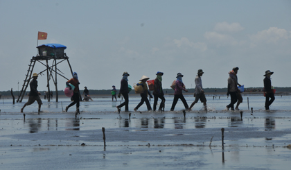 Thu hoạch nghêu trên bãi biển Tân Thành. Ảnh: NGUYỄN SỰ