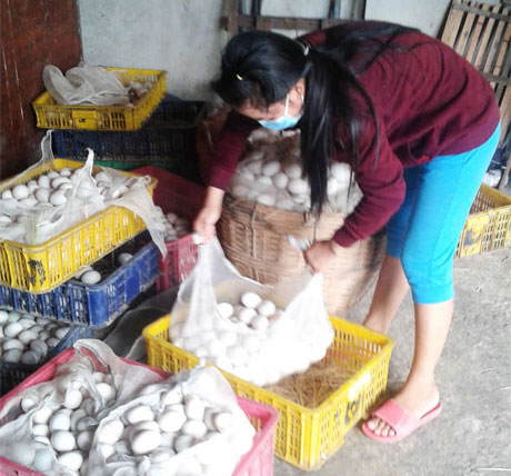 Trứng sau khi thu mua được chọn lựa để đem vào lò ấp.