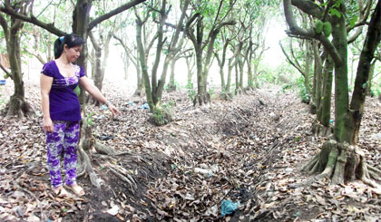 Thiếu nước ngọt vào mùa khô, cộng với khai thác cho trái quá mức dễ làm cho cây mãng cầu Xiêm bị suy kiệt nhanh.