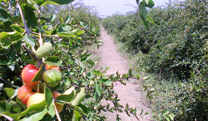  Vườn sơ ri Gò Công. 