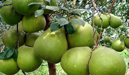  Bạn hãy tránh các loại quả này khi bị đau bụng. 