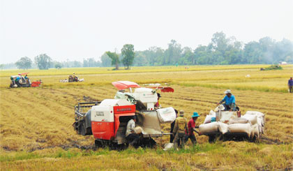 Thị trường lúa gạo có nhiều tín hiệu khả quan, nông dân phấn khởi. Ảnh: HỮU NGHỊ