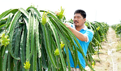 Anh Ngũ Tấn Lũy, xã Thạnh Tân đang chăm sóc thanh long.