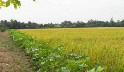 Ảnh minh họa. Ảnh: Vân Anh