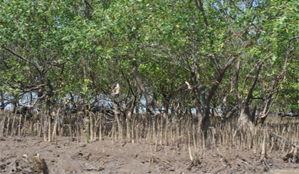 Rừng ngập mặn ven biển huyện Tân Phú Đông.