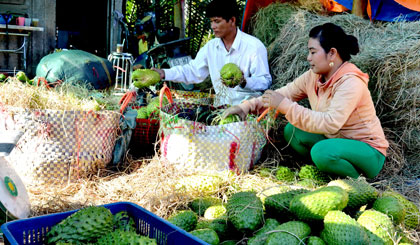 Một điểm thu mua Mãng Cầu Xiêm ở xã Tân Phú.