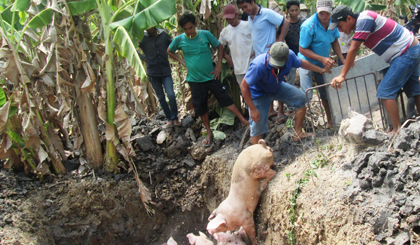 Đưa heo xuống hố tiêu hủy. 