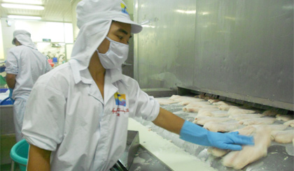 Chế biến cá tra xuất khẩu. Ảnh: Mỹ Cẩm