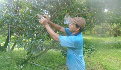 Anh Dương đang chăm sóc vườn sapo.