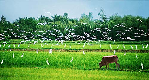 Ảnh minh họa. Nguồn: Internet