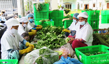 Công nhân HTX Rau an toàn Gò Công phân loại rau.