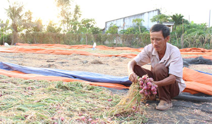 Hành tím Tân Điền bị thiệt hại do thối củ.