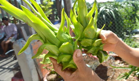  Trái thanh long bị nhiễm đốm nâu