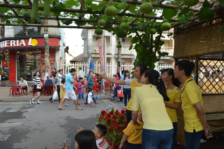 ...như những giàn bầu, giàn mướp giữa lòng thành phố.