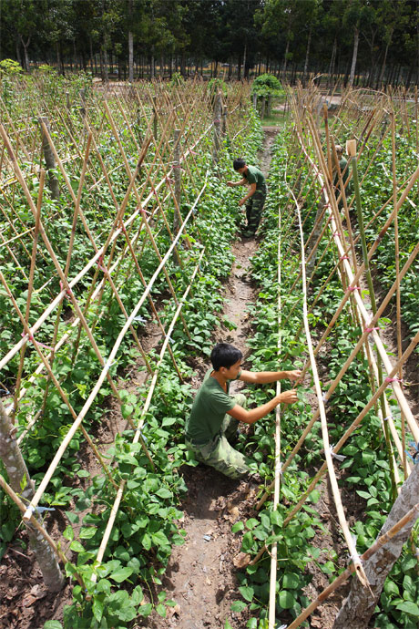 “Tăng gia sản xuất”. Ảnh: Lê Hải