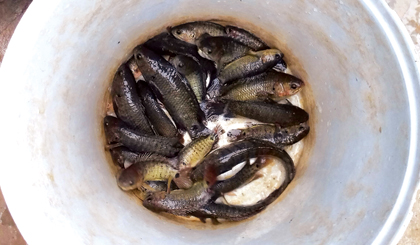 Nhớ mùa cá lên đồng