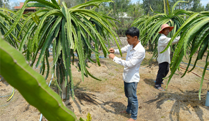 Cây thanh long đang phát triển mạnh ở huyện Gò Công Tây. Ảnh: Ngô Tông