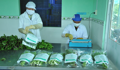 Quy trình đóng gói sản phẩm rau an toàn của HTX Rau an toàn Gò Công. Ảnh: Cao Lập Đức