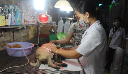 "Nở rộ" trào lưu nuôi thú cưng