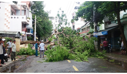 Cây phượng ngã vắt ngang đường Học Lạc.