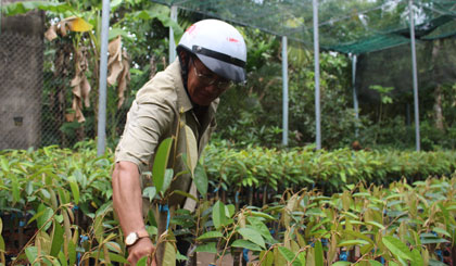 Người dân chọn mua cây giống.