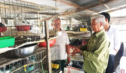 Ông Hưng cùng hội viên tham quan mô hình nuôi bồ câu hiệu quả của hội viên.