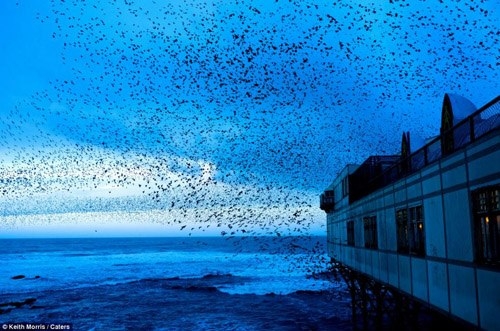 Chúng từ những vùng đất lạn lẽo của châu Ấu đến