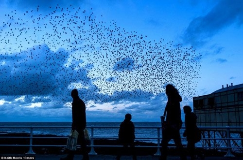 Morris dùng máy Nikon D4 thực hiện loạt ảnh.