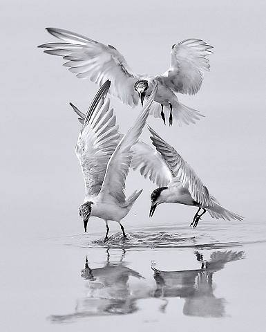 Kiếm Mồi - HCĐ - Bùi Văn Chung (Long An) Kiếm Mồi - HCĐ - Bùi Văn Chung (Long An)