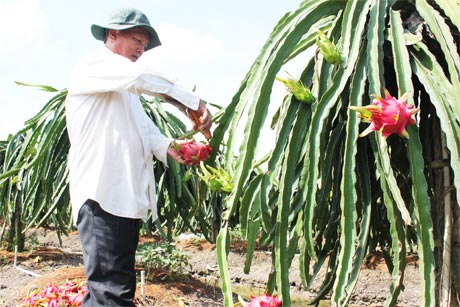 Chú Minh đang thu hoạch thanh long.