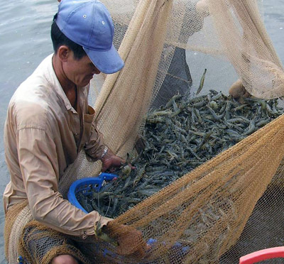 Giá tôm đang tăng cao nên nông dân rất phấn khởi (ảnh chụp ở xã Phú Tân, huyện Tân Phú Đông).