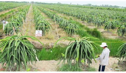 Công nhân đang chăm sóc vườn thanh long của anh Sang.