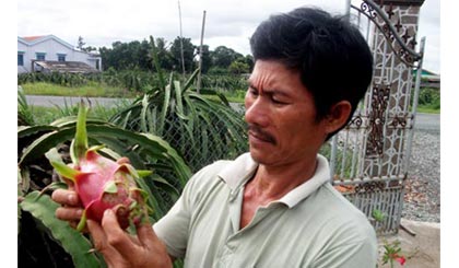 Anh Huỳnh Văn Quốc, ấp Long Thạnh, xã Quơn Long (huyện Chợ Gạo) quan sát trái thanh long bị bệnh đốm trắng.