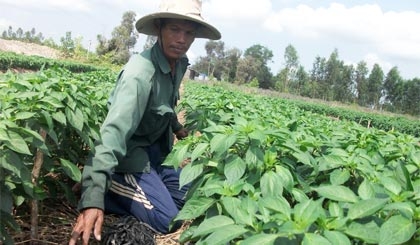 Trồng ớt ở Tân Hòa đông.